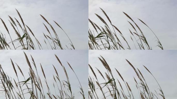 一朵银草在风中飘荡。芦苇天空是灰色的，秋天的风景。自然中性背景，野生干草在微风中摇曳。