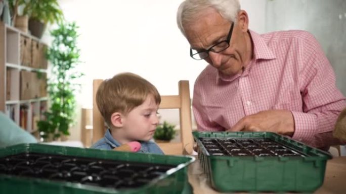 蹒跚学步的男孩在种植种子时观察祖父