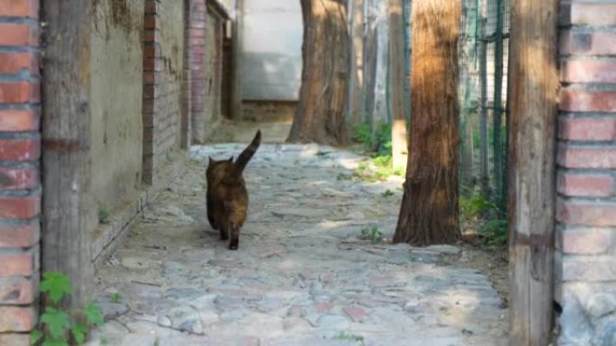 在步道上行走的黑猫玳瑁猫