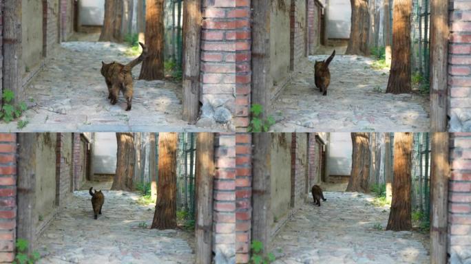 在步道上行走的黑猫玳瑁猫