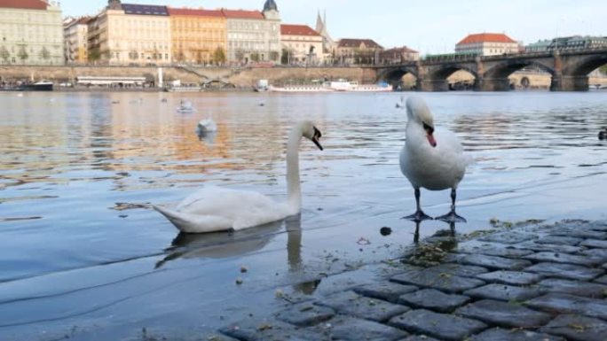 捷克布拉格大桥背景下，带有橙色喙和鸭子的白天鹅在湖中游泳。野生鸟类和水中倒影的神奇景观。天鹅清理羽毛