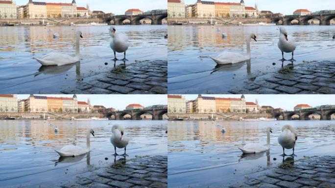 捷克布拉格大桥背景下，带有橙色喙和鸭子的白天鹅在湖中游泳。野生鸟类和水中倒影的神奇景观。天鹅清理羽毛