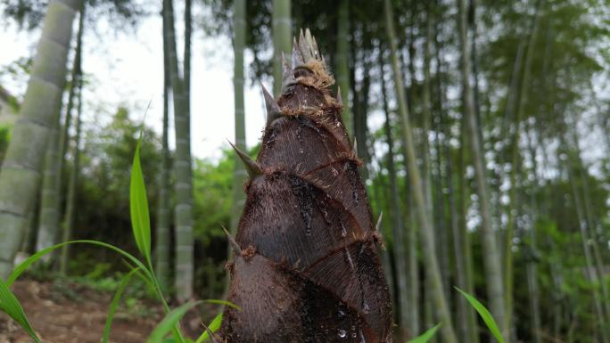 雨后春笋  露珠滑落唯美慢镜头意境