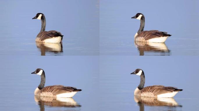 水面上的一只加拿大鹅，头颈黑色的大雁，脸颊白色，下巴下白色，身体呈褐色。