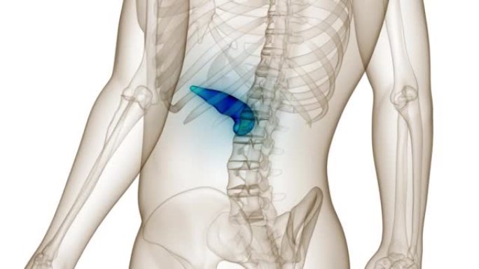 人体内脏器官胰腺解剖动画概念