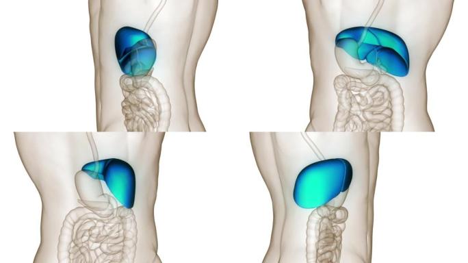 人体内消化器官肝脏解剖动画概念