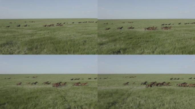 野马奔跑，野马在美丽的绿草上奔跑。马群，野马在草原上奔跑。慢动作无颜色分级，10位DJI DLog-