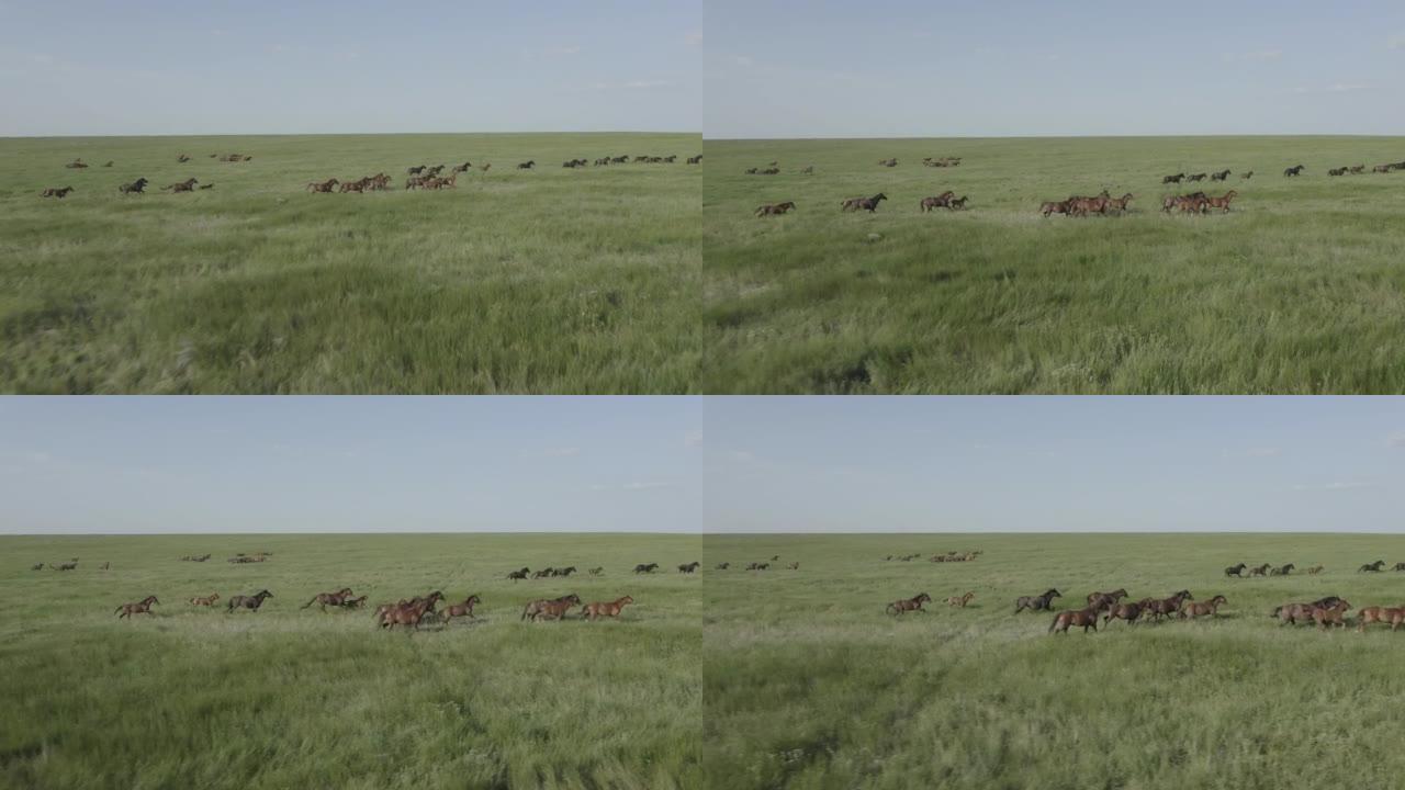 野马奔跑，野马在美丽的绿草上奔跑。马群，野马在草原上奔跑。慢动作无颜色分级，10位DJI DLog-