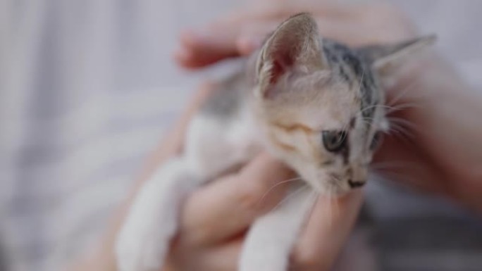 慢动作镜头特写可爱的家养小猫拥抱在女人的手掌上。
