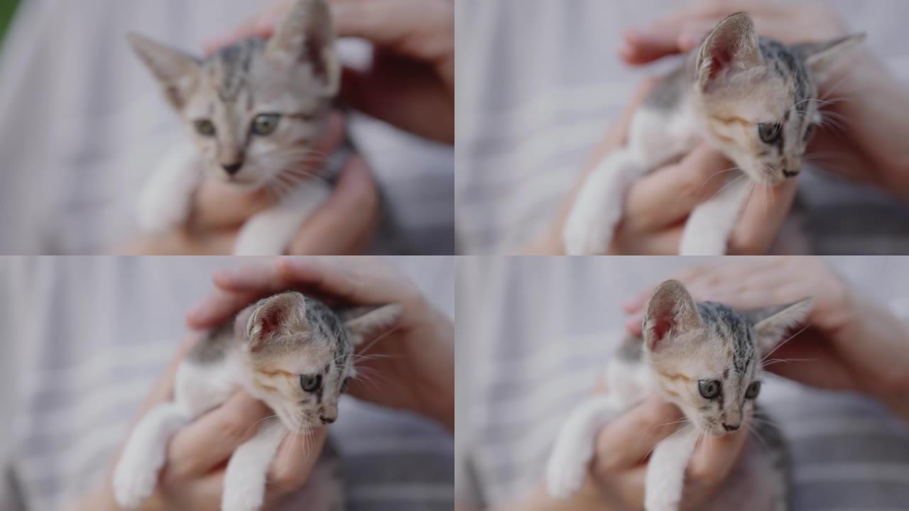 慢动作镜头特写可爱的家养小猫拥抱在女人的手掌上。