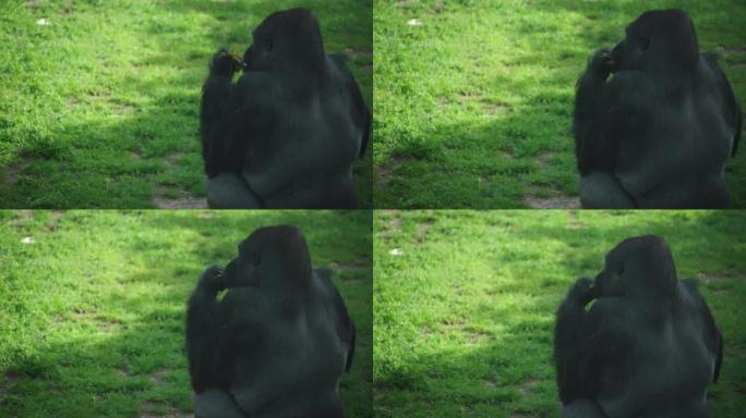 大黑大猩猩吃杂草