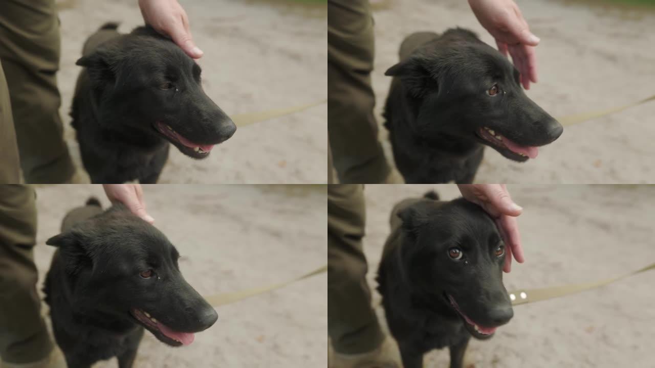 流浪狗受到陌生人的喜爱，无家可归的宠物带着善良的感激之情注视着相机，有关帮助动物的社交视频。