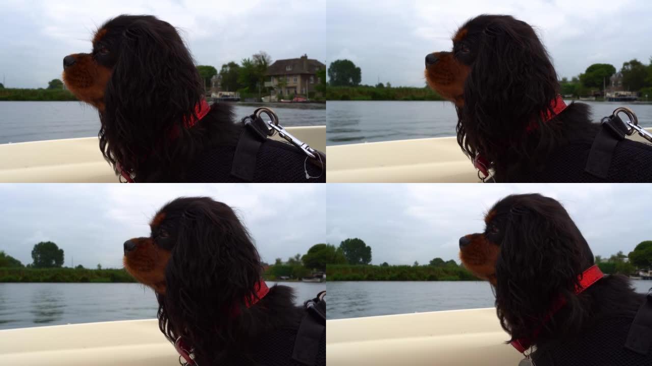 在沃蒙德的荷兰水域上，狗从船的前部环顾四周