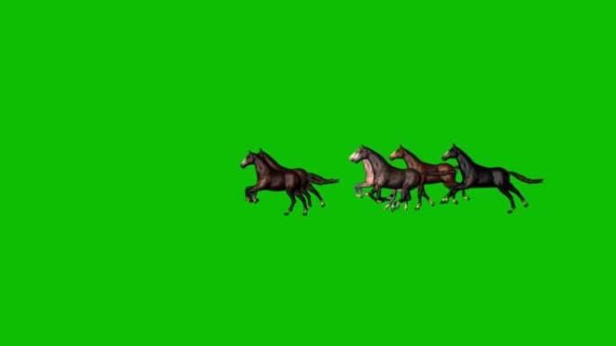 在绿色屏幕上奔跑的马匹