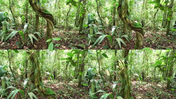 亚马逊藤本植物跟踪镜头的缠结