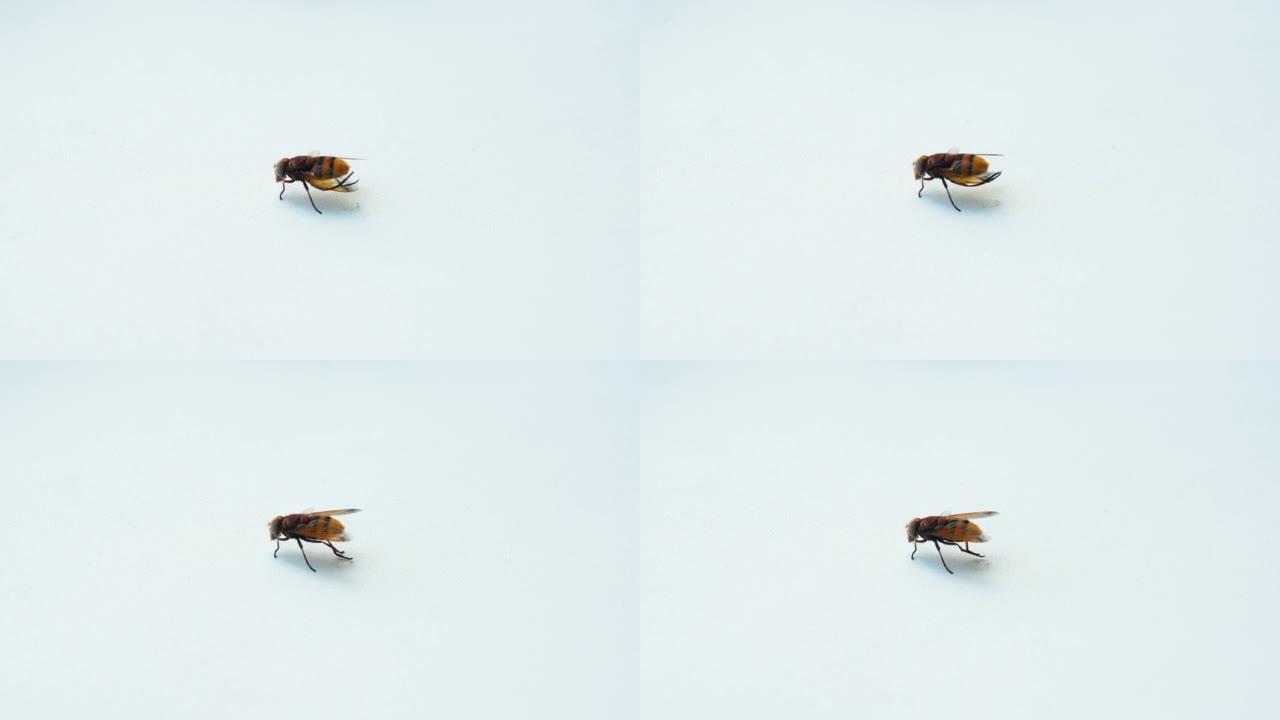 白色背景上的大黄蜂，蜜蜂特写