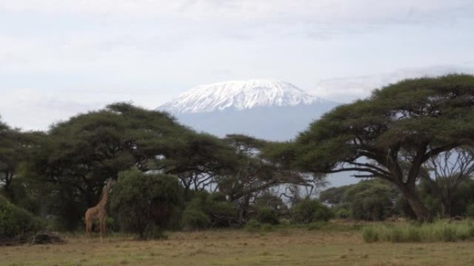 一只长颈鹿站在非洲最高峰的树荫下。