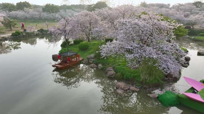【航拍】东湖樱花园24