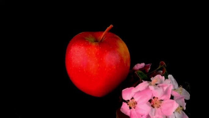 带有苹果花的红黄有机苹果在黑色背景上缓慢旋转。