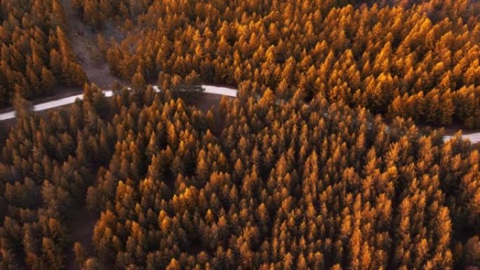 巨大的松树森林高山峰山脉连绵秋天