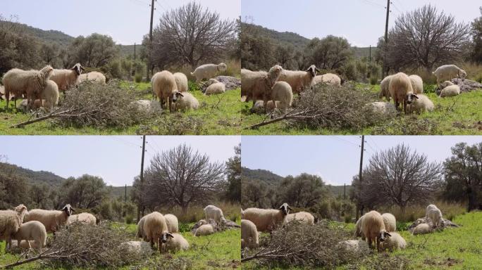 土耳其农村草地上的羊群