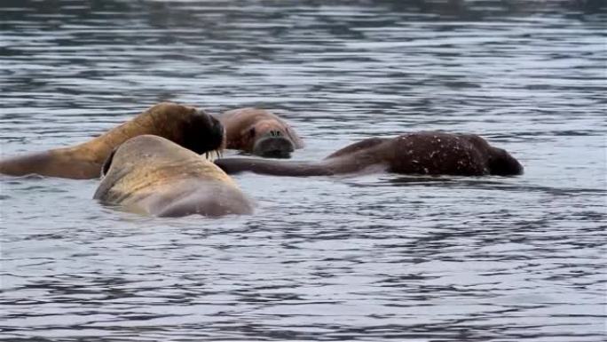 斯瓦尔巴群岛在温暖的北极水中抓挠海象群