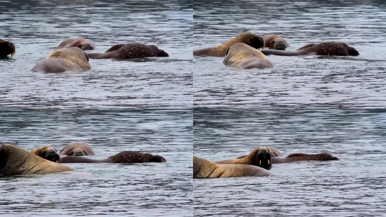 斯瓦尔巴群岛在温暖的北极水中抓挠海象群