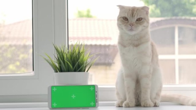 猫繁殖苏格兰折叠坐在窗户背景上的绿屏手机