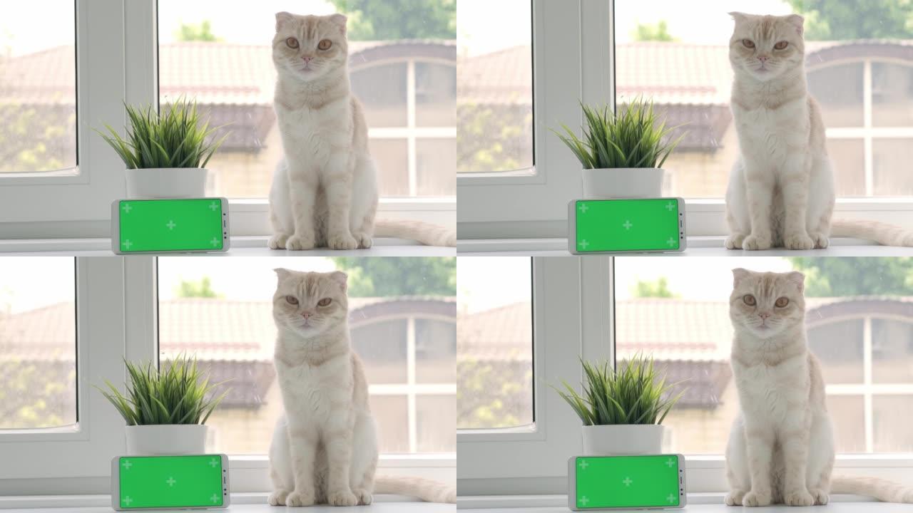 猫繁殖苏格兰折叠坐在窗户背景上的绿屏手机