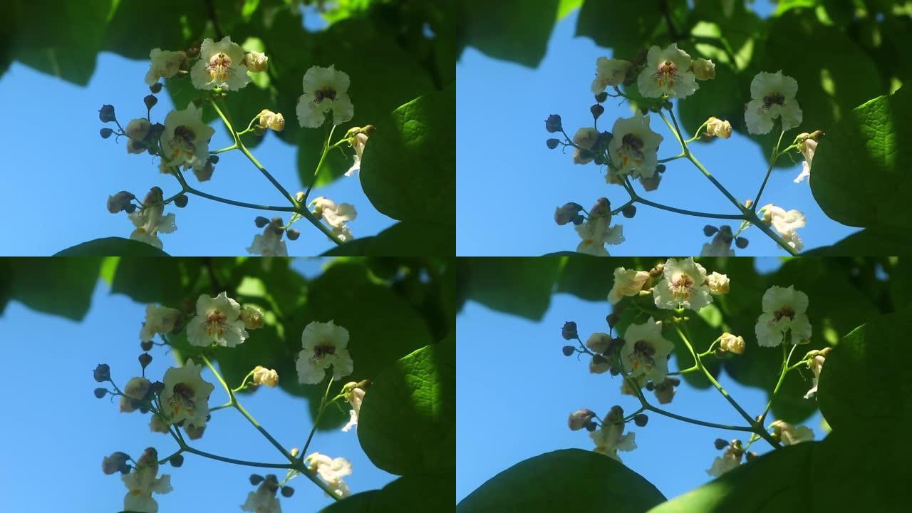 夏天拍摄的梓花