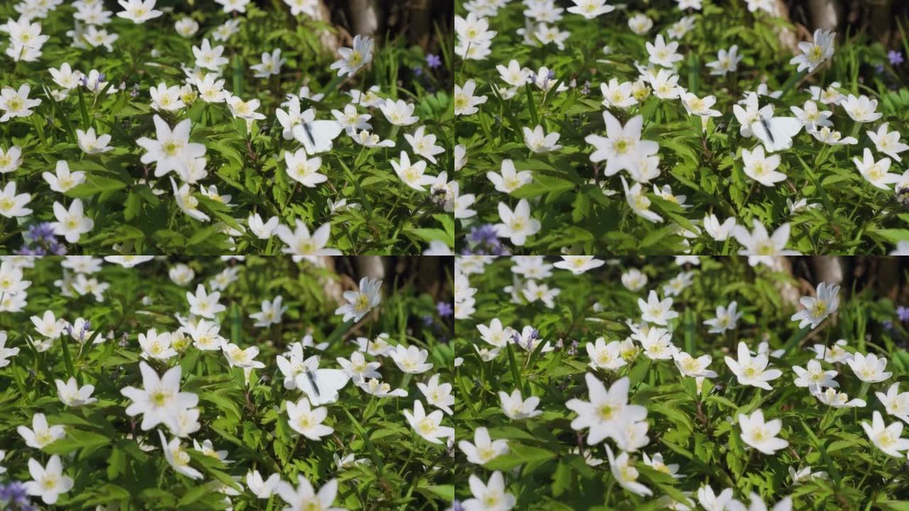 白色银莲花上的蝴蝶。森林里盛开野花。菜青菜或卷心菜蝴蝶授粉海葵花关闭。