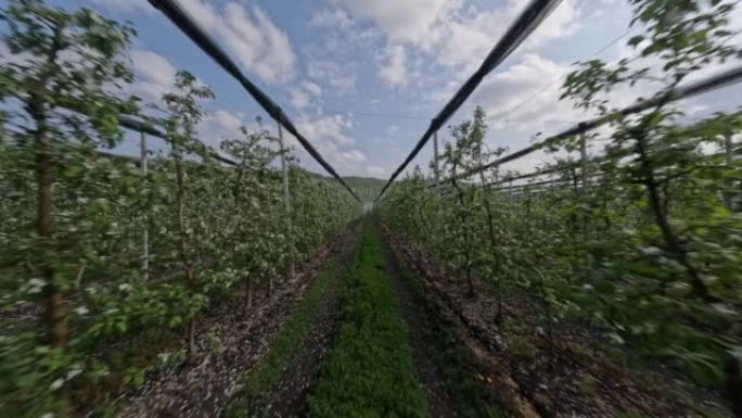 FPV运动无人机跟随拖拉机向苹果树植物喷洒毒液