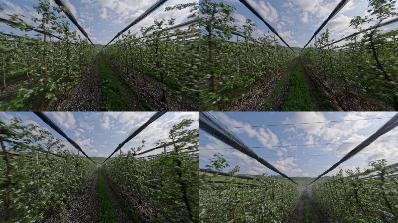 FPV运动无人机跟随拖拉机向苹果树植物喷洒毒液