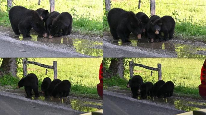 熊饮用水