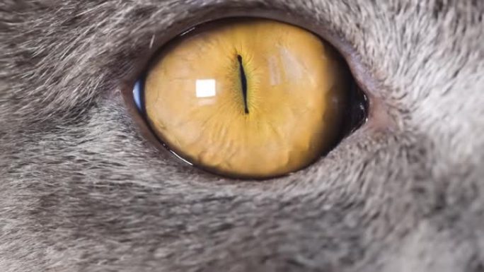 超级慢动作黄色猫眼特写。猫的宏视频。