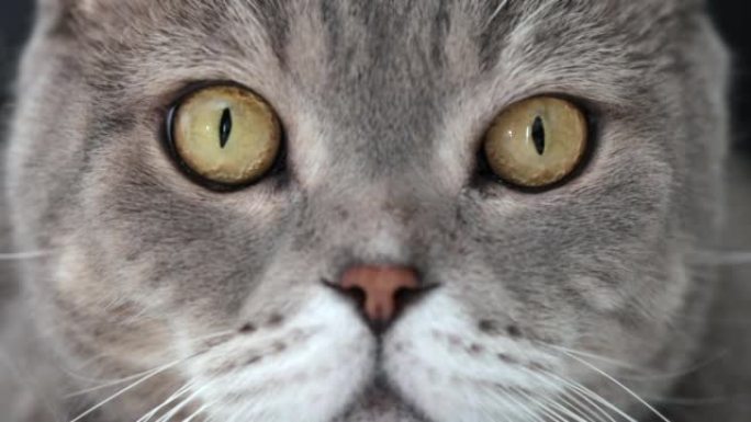 英国短毛猫眼睛的特写视频
