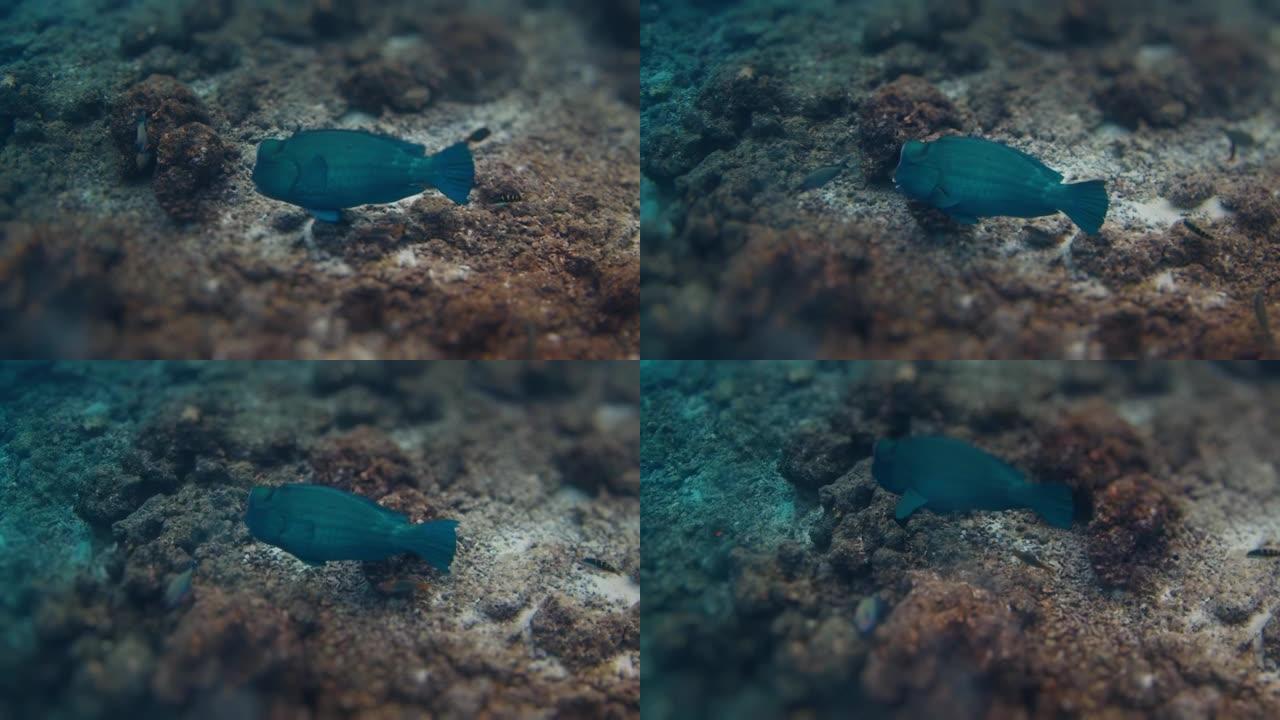 鹦鹉在马尔代夫的珊瑚礁上游过水下