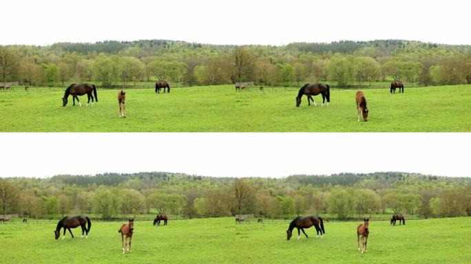美丽的马。一只可爱的小马驹被养在一匹成年马的母亲旁边。一只白色小马看着相机。在4k的黄金时段，在野外
