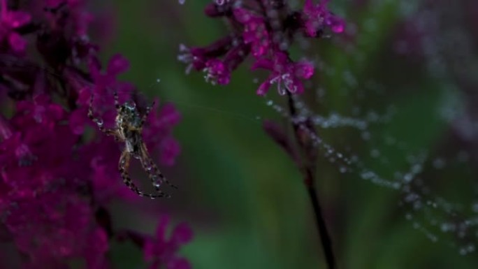 蜘蛛在网上的特写镜头。创意。美丽的蜘蛛在网上开花。草地蜘蛛在美丽的花朵之间。