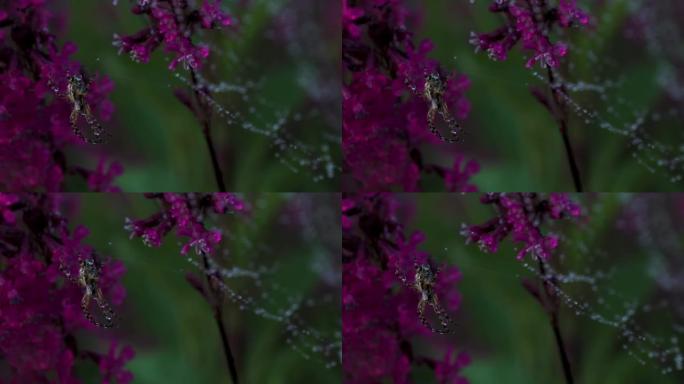 蜘蛛在网上的特写镜头。创意。美丽的蜘蛛在网上开花。草地蜘蛛在美丽的花朵之间。