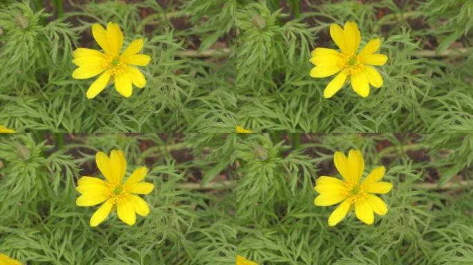 阿多尼斯春花或Goritsvet (Lat. Adonis vernalis) 黄色