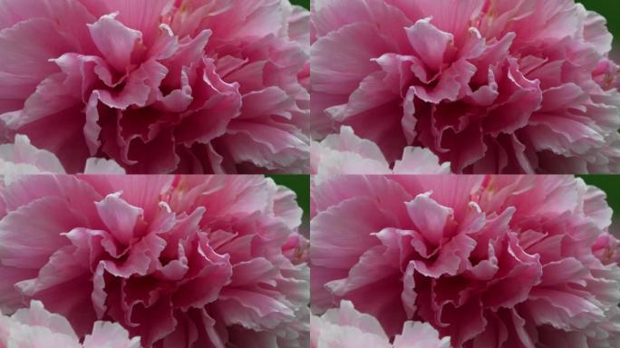 一种盛开着粉红色花瓣的牡丹(牡丹)。