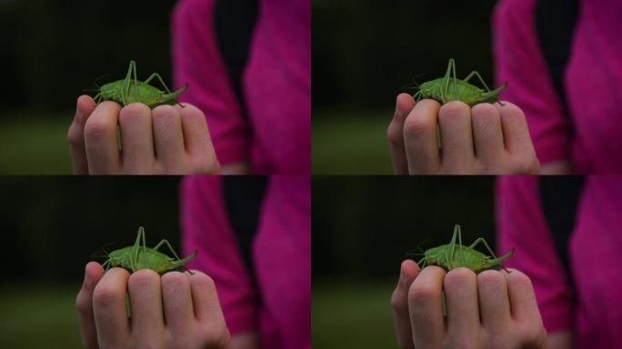 人类手上的蚱hopper-特写