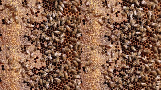 勤劳的蜜蜂将充满蜂蜜的细胞封闭起来。忙碌的昆虫准备储存有机产品。