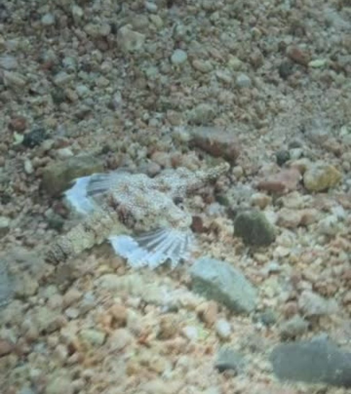 垂直视频: Seamoth在阳光照射下在浅水中的沙底移动。飞马鱼、小龙鱼或普通海鱼 (Eurypeg