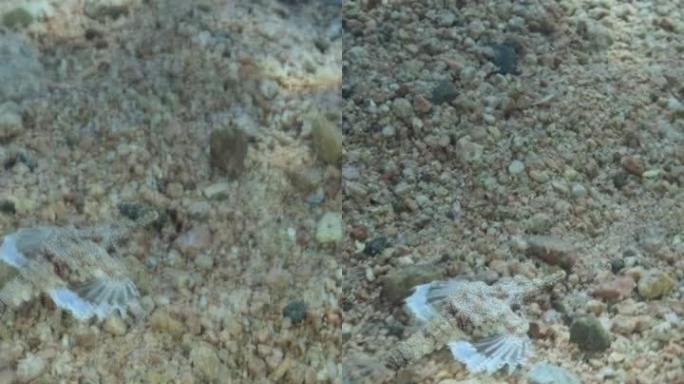垂直视频: Seamoth在阳光照射下在浅水中的沙底移动。飞马鱼、小龙鱼或普通海鱼 (Eurypeg