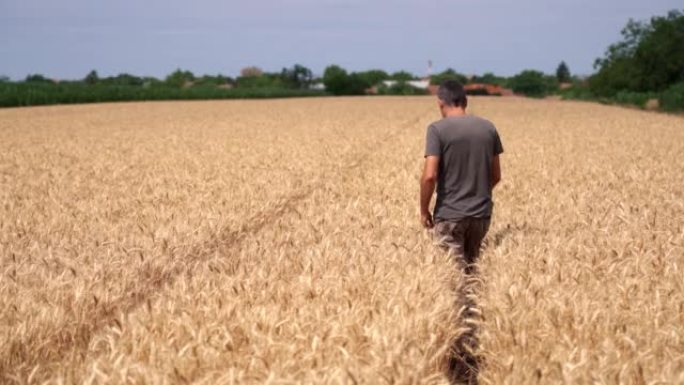 农民穿过成熟的麦田，在收获前检查他的庄稼