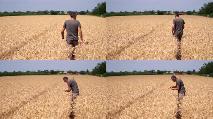 农民穿过成熟的麦田，在收获前检查他的庄稼