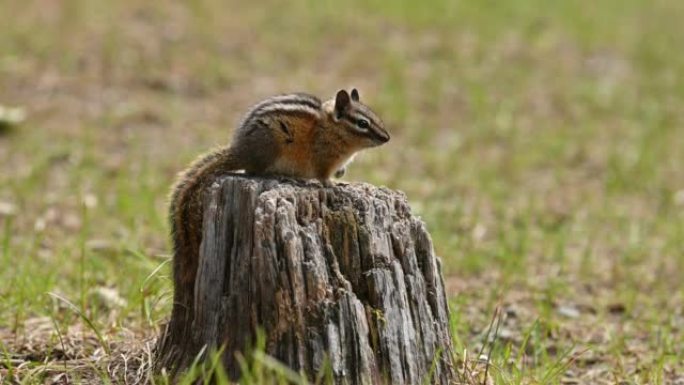 在不列颠哥伦比亚省e.C.的老树干上奔跑，跳跃，坐着和吃饭的可爱而顽皮的花栗鼠。曼宁公园，不列颠哥伦
