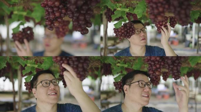 SLO MO: 葡萄园的主人走在葡萄藤下，抬头看着幸福的红色葡萄串。